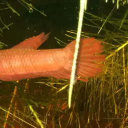 Chukai Betta, photo 4