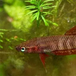 Chukai Betta, photo 5