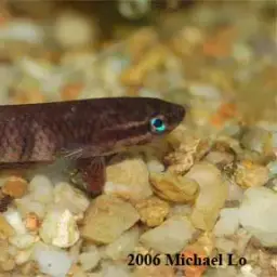 Chukai Betta, photo 6