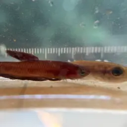 Chukai Betta, photo 7