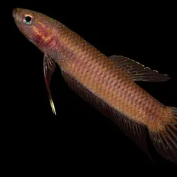 Chukai Betta, photo 8