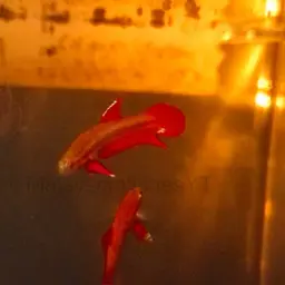 Chukai Betta, photo 9