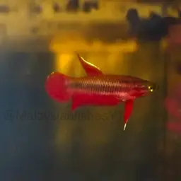 Chukai Betta, photo 10