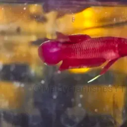 Chukai Betta, photo 11