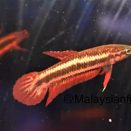 Chukai Betta, photo 12