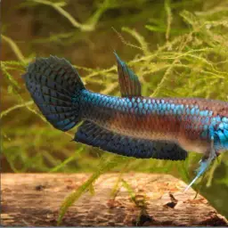 One Spot Mouthbrooder
