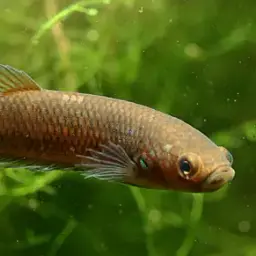 One Spot Mouthbrooder, photo 2