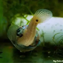 One Spot Mouthbrooder, photo 3