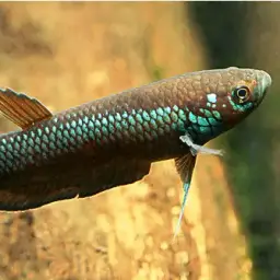 One Spot Mouthbrooder, photo 6