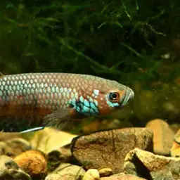 One Spot Mouthbrooder, photo 7