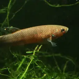 One Spot Mouthbrooder, photo 9