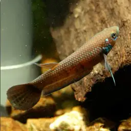One Spot Mouthbrooder, photo 10