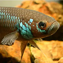 One Spot Mouthbrooder, photo 11