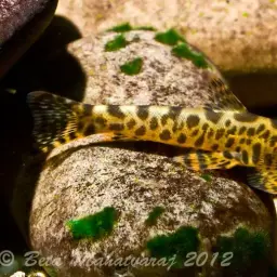 Western Ghat Leach, photo 4