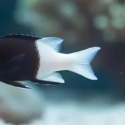 Bicolor chromis