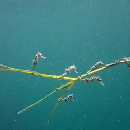 Pot-bellied Seahorse, photo 3
