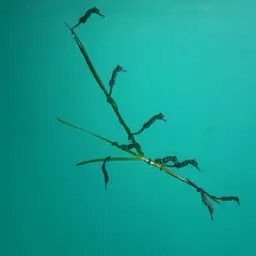 Pot-bellied Seahorse, photo 4
