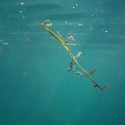 Pot-bellied Seahorse, photo 5
