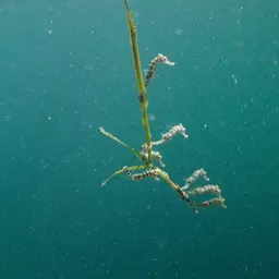 Pot-bellied Seahorse, photo 6