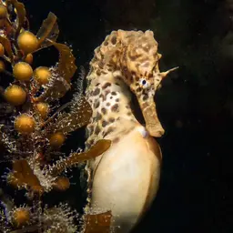 Pot-bellied Seahorse, photo 7