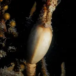 Pot-bellied Seahorse, photo 8