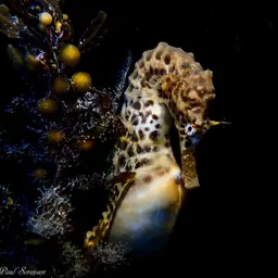 Pot-bellied Seahorse, photo 9
