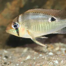Cupid Cichlid
