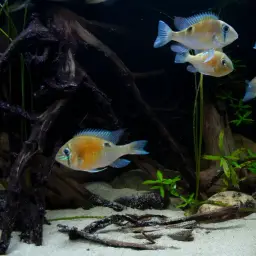 Cupid Cichlid, photo 3