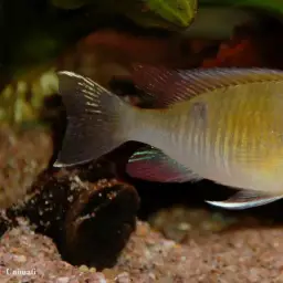 Cupid Cichlid, photo 4
