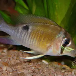 Cupid Cichlid, photo 5