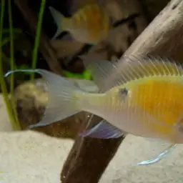 Cupid Cichlid, photo 6