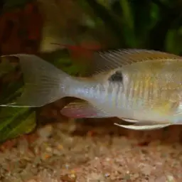 Cupid Cichlid, photo 7