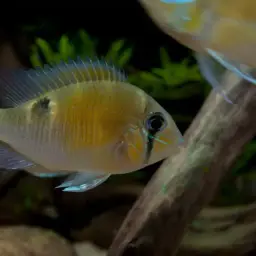 Cupid Cichlid, photo 8