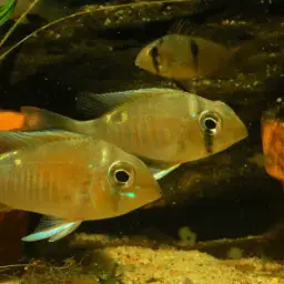 Cupid Cichlid, photo 9