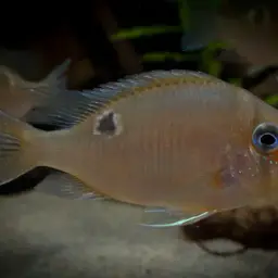 Cupid Cichlid, photo 10
