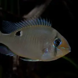 Cupid Cichlid, photo 11
