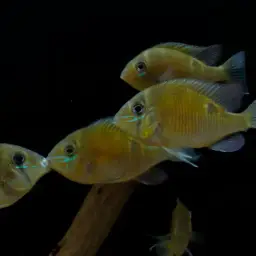 Cupid Cichlid, photo 12