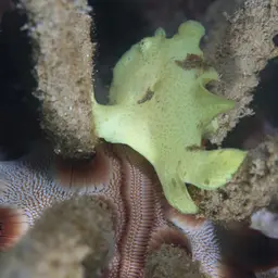 Giant Frogfish, photo 1