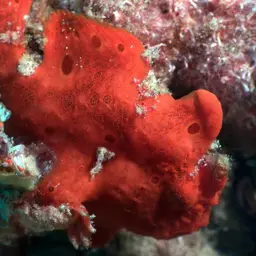 Giant Frogfish, photo 2
