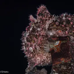 Giant Frogfish, photo 4
