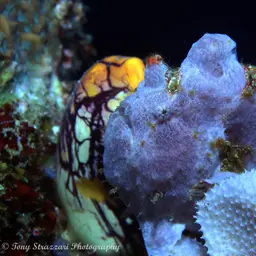 Giant Frogfish, photo 6