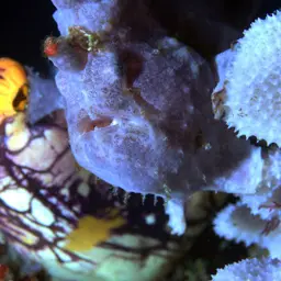 Giant Frogfish, photo 7