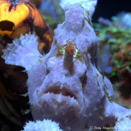 Giant Frogfish, photo 8