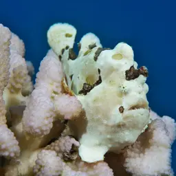 Giant Frogfish, photo 9
