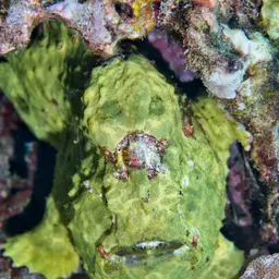 Giant Frogfish, photo 10