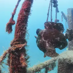 Giant Frogfish, photo 12