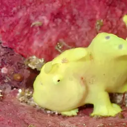 Painted Frogfish, photo 2