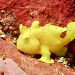 Painted Frogfish, photo 4