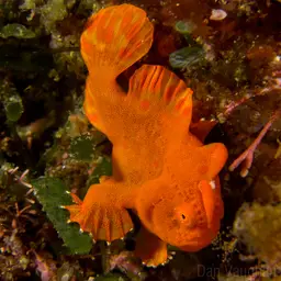 Painted Frogfish, photo 5