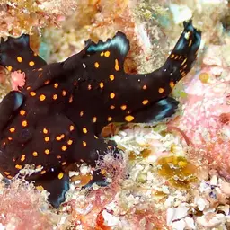 Painted Frogfish, photo 6